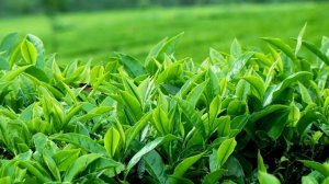 Chiết xuất trà xanh độc quyền